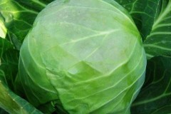 莲花菜的面积有没有空隙