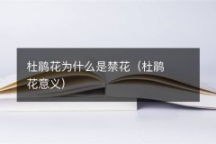 杜鹃花为什么是禁花（杜鹃花意义）
