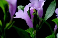 菘蓝花粉落到什么完成传粉