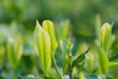 茶叶有没有茶叶
