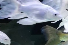 蝴蝶鲤两个小时之内死亡正常吗