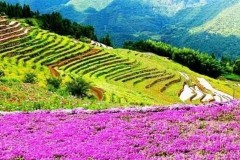 中山云梯山花海老年人免门票吗