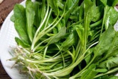 荠菜和绵羊头菜有区别吗