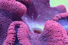 红地毯海葵养了还会发色吗