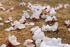 繁花落流水度去燕归什么意思