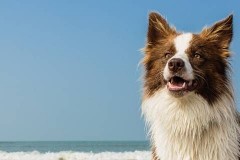 能不能跟三个月边牧幼犬扯绳子呢