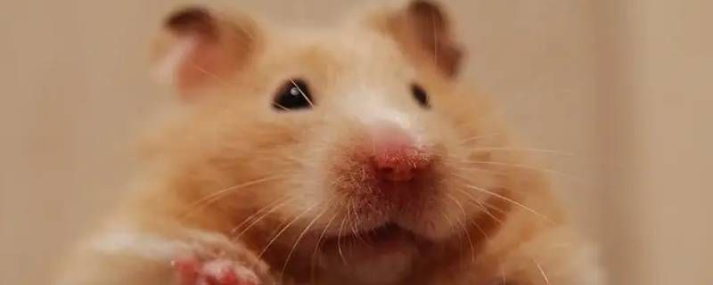 珍珠熊会生活在平原吗 