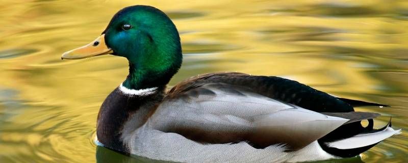 鸭子为什么喜欢在水里扑腾 