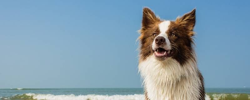 能不能跟三个月边牧幼犬扯绳子呢 