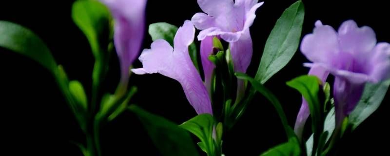 菘蓝花粉落到什么完成传粉 