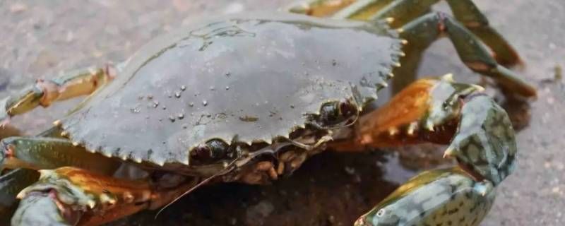 昆蟹和青蟹哪个肉多 