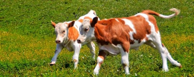 瘦肉精怎么喂给牛吃的 