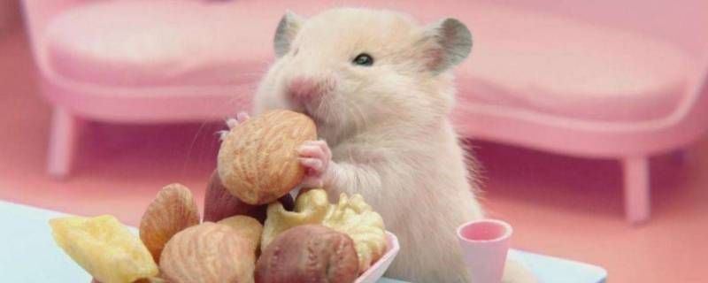 怎么给仓鼠吃仓鼠粮里面的虾 