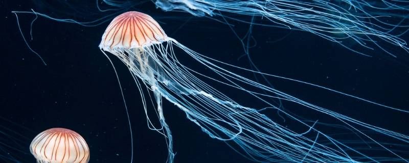 腔肠动物寄生在人体内吗 