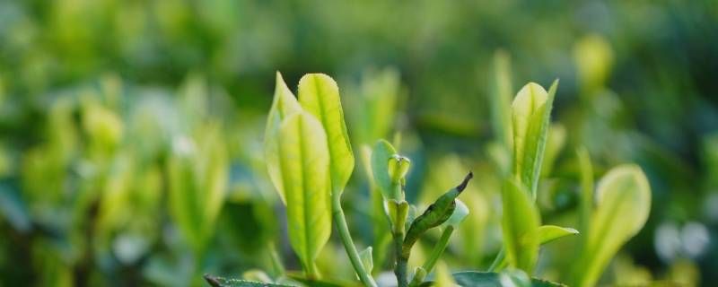 茶叶有没有茶叶 茶叶有没有茶叶