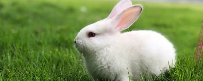 一个月小兔子不吃食是不饿吗 