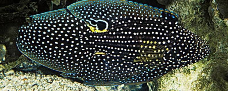 60方缸养一条彗星可以吗 60方缸养一条彗星可以吗