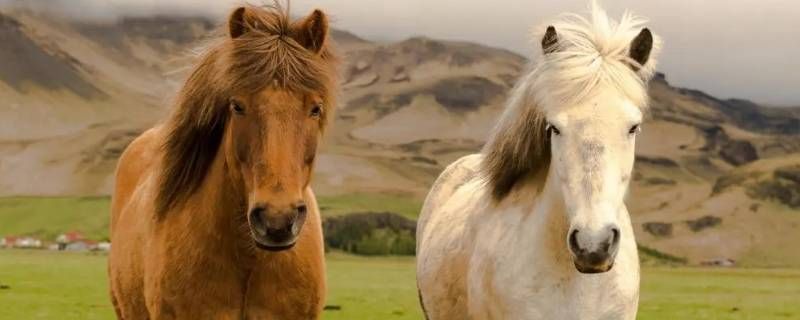 是北方的马不是羊是啥意思呀 