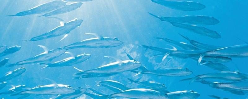 鱼哭了海知道我哭了谁知道怎么回 