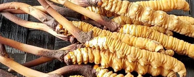 黄金虫草什么寓意 