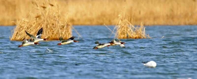 衡水湖鸭鸭乐园在哪 