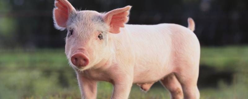 虎头虎脑蓝波打一生肖 