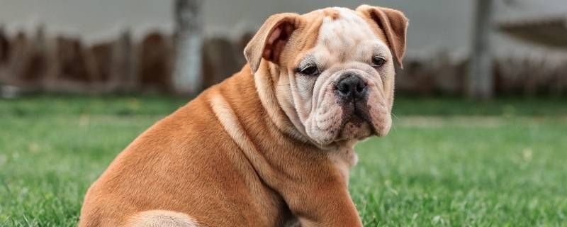 斗牛犬可以穿红色衣服吗 