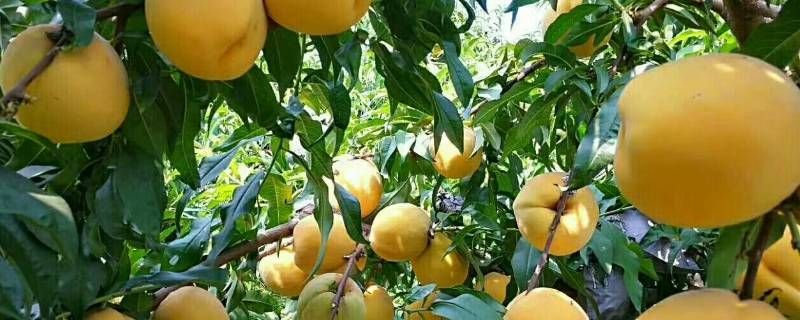 为啥黄肉毛桃树不抗冻 