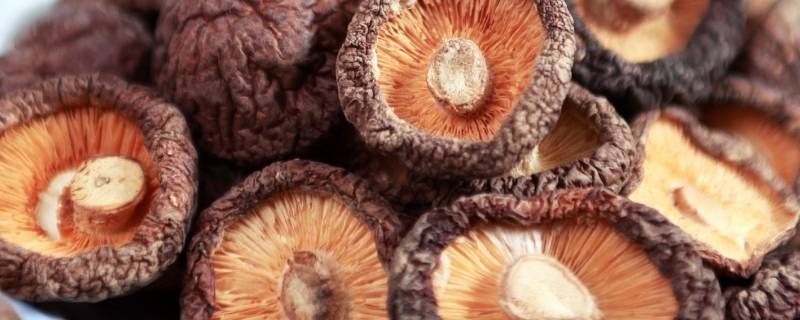 预处理香菇粉是什么意思 