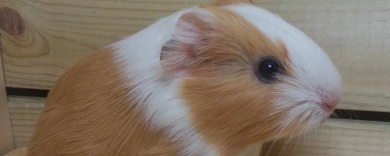 什么瓜子荷兰鼠能食用 