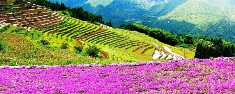 中山云梯山花海老年人免门票吗 