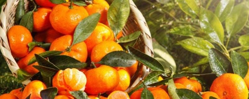 整箱的砂糖桔可以上地铁吗 