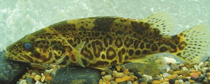 斑鳜鱼有鱼鳞吗 