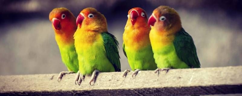 为什么摸鹦鹉的时候会一直后退 