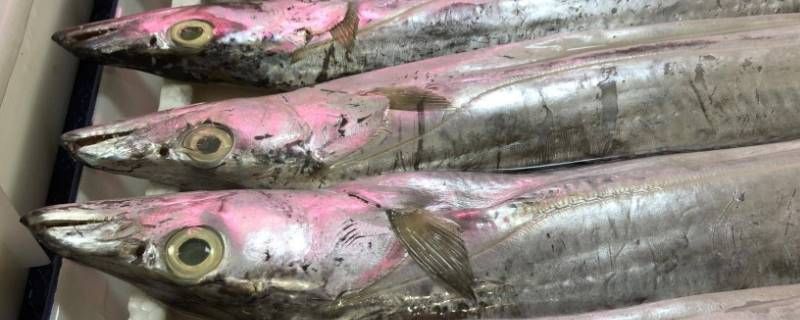 日本怎么买带鱼 