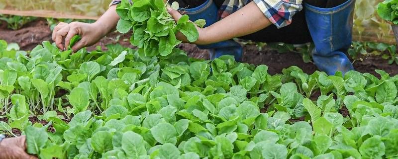 收菜的给菜农拉货凭证吗 