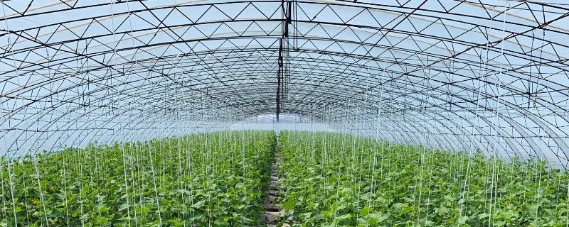 高速路上看到聊城大棚种植什么 高速路上看到聊城大棚种植什么