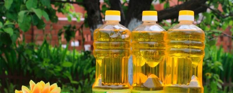 葵花籽油能杀虫吗 