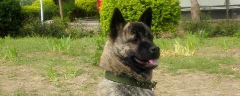 虎斑犬杂交昆明犬能养吗 