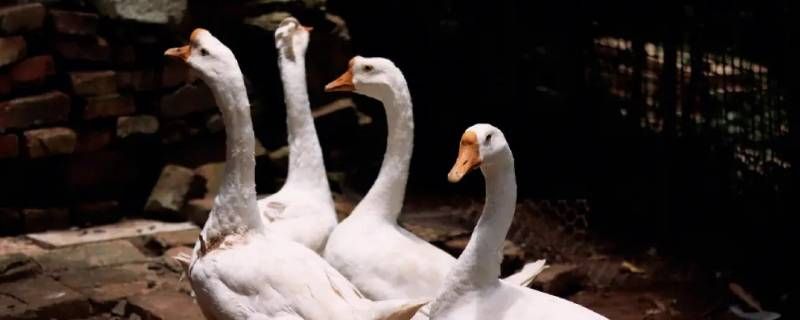 鹅可以训练成在特定地方拉尿吗 